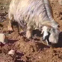 گوسفند|حیوانات مزرعه|کوهرنگ, |دیوار