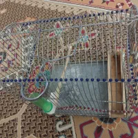 قفس سهره|لوازم جانبی حیوانات|تهران, قیام|دیوار