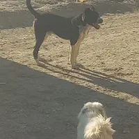 توله ۷ ماهه