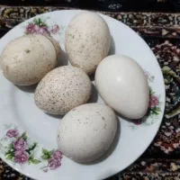تخم بوقلمون تازه