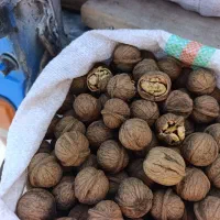 گردو خشک.