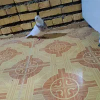 تماس بگیرید