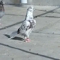 دو عدد کبوتر پرشی ضمانتی