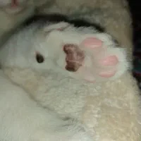 گربه خوشگل  ناز|گربه|گرگان, |دیوار