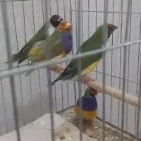 فنچ گلدین سایز درشت فول اورنج خالص و هاف اورنج