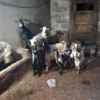 گوسفند بره بزغاله کوساله میش|حیوانات مزرعه|ری, بیبی شهر بانو|دیوار