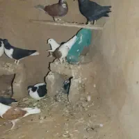 18تا کفتر جفتی نر و ماده|پرنده|کدکن, |دیوار