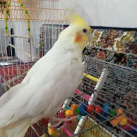 عروس هلندی نر