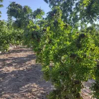 فروش باغ عناب متناسب بابودجه شما(از ۵۰۰ تا ۱/۲۰۰)