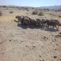 43راس شیشک|حیوانات مزرعه|فراشبند, |دیوار