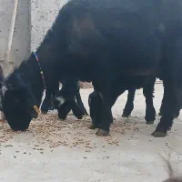 قوچ قارا قزال لوخت موسیم