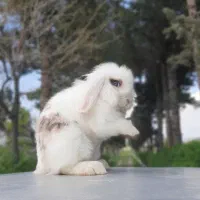 خرگوش لوپ چشم آبی نر و ماده