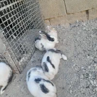 خرگوش خوب|موش و خرگوش|یاسوج, |دیوار