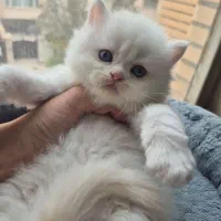 گربه اسکاتیش بریتیش