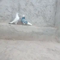 کبوتر کله دم سبز و شازده ی