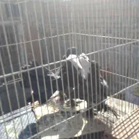 کبوتر تزئینی ترکیه ای شامپیون چتری بلژیکی(شامی)سرو|پرنده|بومهن, |دیوار