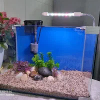 آکواریوم و ماهی گوپی