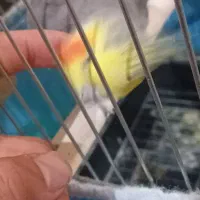 عروس هلندی|پرنده|بروجرد, |دیوار