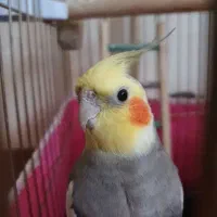 عروس نر مست مست