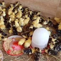 جوجه اردک اسرائیلی ۷ روزه در رشت
