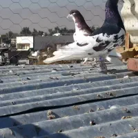 کبوتر یال گلدار نر|پرنده|فسا, |دیوار