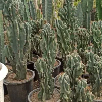 صخره ایی|گل و گیاه طبیعی|مشکین‌دشت, |دیوار