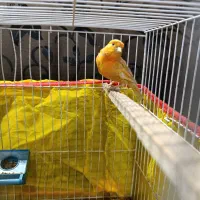 قناری نر|پرنده|تربت‌حیدریه, فردوسی جنوبی|دیوار