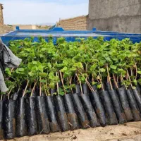 احداث و نگهداری فضای سبز باغ ویلاو،...