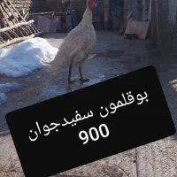 بوقلمون،مرغ گردن لخت،کوشین،فری،برهماامپراتوکوشین