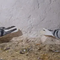 جفتگاهبضمانت همه چیز|پرنده|نیشابور, ده حلاج|دیوار