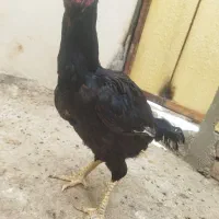 مرغ