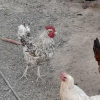 فروش مرغ و جوجه خروس محلی در دولت آباد|حیوانات مزرعه|ارزوئیه, |دیوار