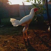 خروس لاری ۹ ماه|حیوانات مزرعه|اسالم, |دیوار