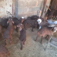 گوسفند میش بره|حیوانات مزرعه|بیستون, |دیوار