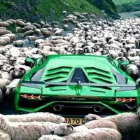گوسفند زنده بره و میش جوان