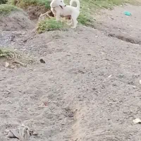 وا گذاری پاکوتاه|سگ|خوی, |دیوار