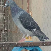 کبوتر مسافتی یلما اردن