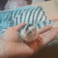 جوجه مرغ   چهل تاج ریشو|حیوانات مزرعه|اسفراین, |دیوار