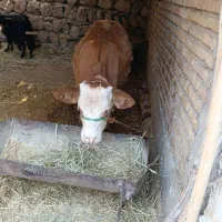 گوساله ماده