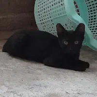 گربم تو مراوه گم شده پیدا کردین اطلاع بدین نگرانشم|حیوانات|مراوه, |دیوار