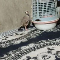 بلدرچین کردی|پرنده|سراوان, |دیوار