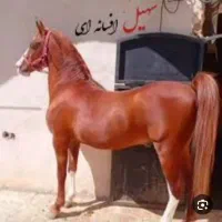 اسب کرد|اسب و تجهیزات اسبسواری|فلاورجان, |دیوار