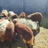 گوسفند قربانی