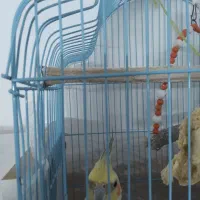 سلام ۲عدد عروس هلندی نر و ماده