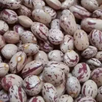 خریدار هستم ،300کیلو لوبیاچیتی سرحدی و کوشا