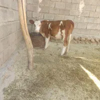 گوساله کور ماده دره شهر