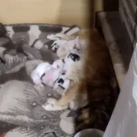 توله سگ پاکوتاه|سگ|تبریز, |دیوار