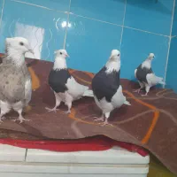 چهارتا کبوتر یکی ماده سه تا نر