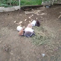 خرگوش لوپ|موش و خرگوش|فومن, |دیوار