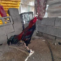 خروس|حیوانات مزرعه|میناب, |دیوار